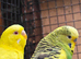 A Pair of budgies looking for new home