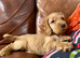Golden cocker spaniel