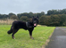 10 month old german shepherd cross akita