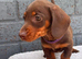 5 miniature dachshund puppies ready to leave