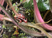 Epipedobates anthonyi Santa Isabell breeding group dart frog