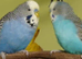 Breeding pairs of budgies