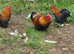 Cockerels and turkey stag for sale.