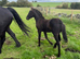 PURE-BRED FRIESAN COLT TO MAKE 15.2HH-16.2HH &pound;3,000- ANTON 343 GRANDAD