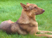Beautiful German Shepherd