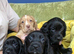 **READY NOW** Cocker Spaniel Puppies