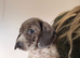 Isabella dachshunds