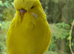 Exhibition lutino budgie