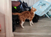Female ginger tabby kitten with everything you need
