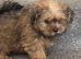 Imperial shih tzu x Yorkshire terrier puppys