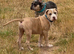 American bully cross puppy