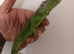beautiful iguana