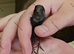 Cpq button quail eggs Chinese Painted hatching eggs