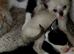 Identical girls half sphynx half siamese ready to leave now