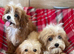 Beautiful cavapoo pups ready to leave