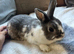 Beautiful male Netherland dwarf x mini lop boy - 2 years old