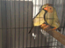 Two male star finches
