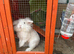 Male rabbit lion head