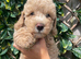 Beautiful Cavapoochon puppies
