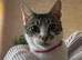 Cat forever Home wanted
