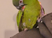 Beautiful super tame talking Hans Macaw