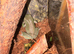 Tree frogs