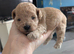 Gorgeous lhasapoo puppies