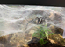 Curtain Web Spider with Full Set Up (Collection Only) at Birmingham Reptiles)