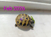Baby Herman tortoise