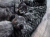 Beautiful British shorthair/maincoone kittens
