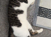 Loving boy cat