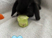 Pure mini lops