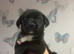 Mixed breed puppies