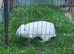 Female lop