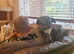 Pet hotel Antrim dog walking pet sitting dog boarding