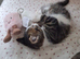 British Shorthair cross kittens