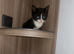 Kitten wanting forever home