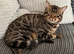 Urgently need a new home