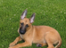 Quality Malinois puppies