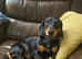 KC registered black and tan miniature dachshund