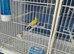 Irish fancy canaries for sale 1 pair £30