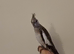 Hand Tame Cinnamon Whiteface Cockatiel 5 months old, very placid.