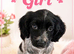 ️️️️️Show type cocker spaniel puppy last blue roan girl