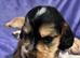 Cocker spaniel puppies