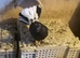 English garden fantail pigeons