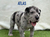 great dane puppies