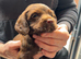 Adorable cocker spaniel puppies