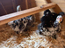 5 pekin bantam pullets