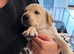 Simply the best Labrador puppies for sale KC registered