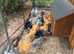 Buff orpington growers available